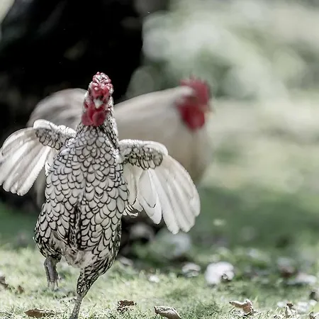 Schneiderwirt 3* Nußdorf am Inn